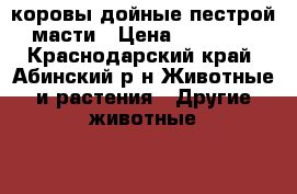 коровы дойные пестрой масти › Цена ­ 55 000 - Краснодарский край, Абинский р-н Животные и растения » Другие животные   . Краснодарский край